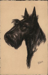 Scottish Terrier Postcard