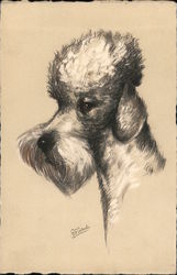 Poodle Dog Dogs Postcard Postcard Postcard