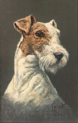 Fox Terrier Dogs Postcard Postcard Postcard