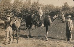 Young Boys on Horses Cowboy Kids Postcard Postcard Postcard