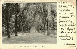 Venerable Elms, Washington St. Postcard