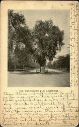 The Washington Elm. Postcard