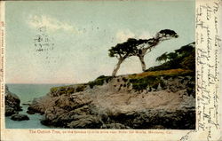 The Ostrich Tree Monterey, CA Postcard Postcard