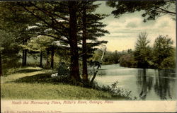 Neath The Murmuring Pines, Miller'S River Postcard