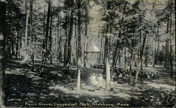 Picnic Grove, Coggeshall Park Postcard