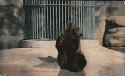 Bears at Zoo, Franklin Park Boston, MA Postcard Postcard Postcard