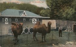 Moila's Camels Krug's Park Postcard