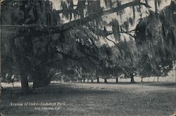 Avenue of Oaks Audobon Park New Orleans, LA Postcard Postcard Postcard