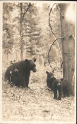 Mother Bear and Cubs Postcard