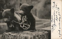 Two Bear Cubs with Rope Leashes Bears Postcard Postcard Postcard