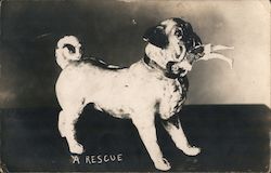 Pug Dog With a Lady in His Mouth "A Rescue" Dogs Postcard Postcard Postcard