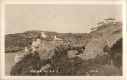 Maine Gulls, Seagulls on Rocks Postcard