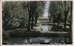 Trout Ponds at the State Hatchery Wild Rose, WI Postcard Postcard Postcard