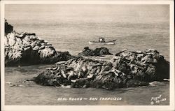 Seal Rocks Postcard