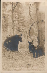 Black Bear and Cubs Postcard