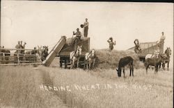 Herding Wheat in the West Farming Postcard Postcard Postcard