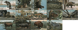 Set of 14 Zoo Animals Theocrom Series 866 Postcard