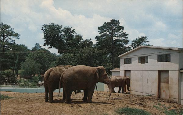 Elephants At The Grant Park Zoo Atlanta, GA Postcard