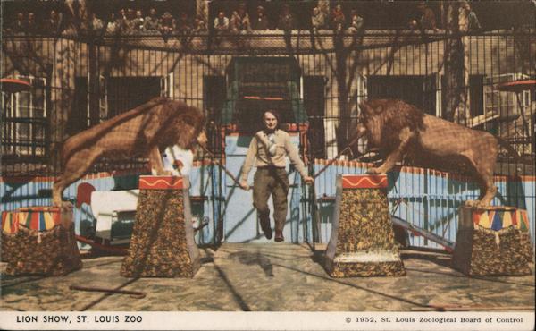 Lion Show, St. Louis Zoo Missouri Postcard