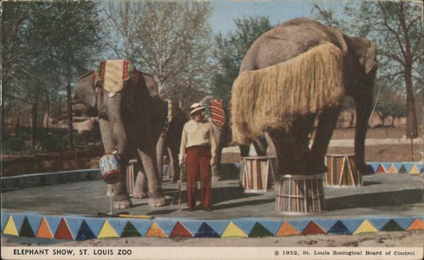 Elephant Show, St. Louis Zoo Missouri Postcard