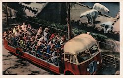 Animal Color Series - Bus Looking at Polar Bears Postcard