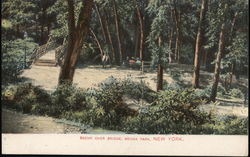 Scene Over Bridge Bronx Park Postcard