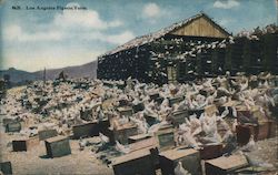 Los Angeles Pigeon Farm California Postcard Postcard Postcard