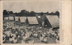 White Rocks on Wilson's Poultry Farm Hollis, NH Postcard Postcard Postcard