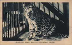 Leopard in Cage Ringling Brothers Circus Postcard