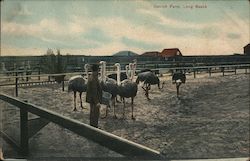 Ostrich Farm Postcard