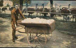 Bringing in the Eggs, Cawston's Ostrich Farm Postcard