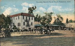 Cawston Ostrich Farm South Pasadena, CA Postcard Postcard Postcard