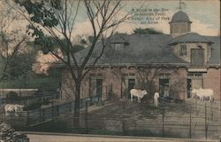 A Scene in the Zoo at Lincoln Park Postcard