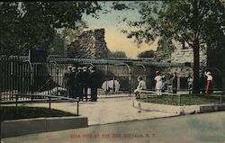 Bear Pits at the Zoo Buffalo, NY Postcard Postcard Postcard