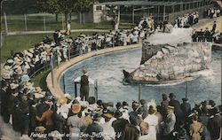 Feeding the Seal at the Zoo Buffalo, NY Postcard Postcard Postcard