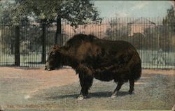 Yak Zoo Postcard