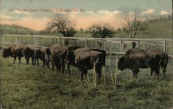 Col. trexler Game Preserve Schnecksville, PA Postcard Postcard Postcard