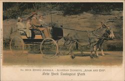 Riding Animals - Algerian Donkeys, New York Zoological Park Postcard