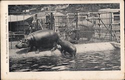 Hippopotamus Tank, Central Park Postcard