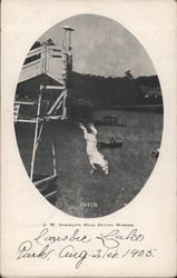 Queen, One of J.W. Gorman's High Diving Horses Postcard Postcard Postcard