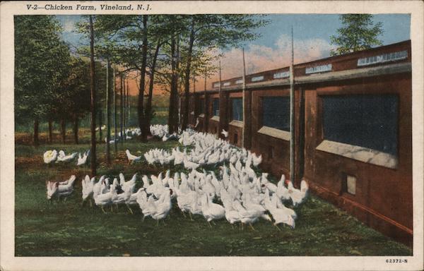 Chicken Farm Vineland, NJ Postcard