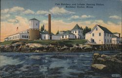 Fish Hatchery and Lobster Rearing Station Boothbay Harbor, ME Postcard Postcard Postcard