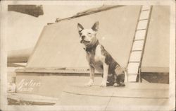 USS New York's Mascot: Pit Bull Terrier Ships Postcard Postcard Postcard