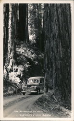 Woodie Driving through the Redwoods of California Postcard