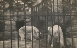 Polar Bear Enclosure Postcard