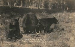 Jimmie, Pete and Jett Crater Lake National Park, OR Postcard Postcard Postcard