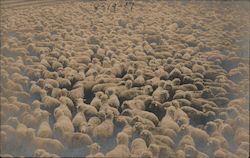 Sheep as Far as the Eye Can See Postcard Postcard Postcard