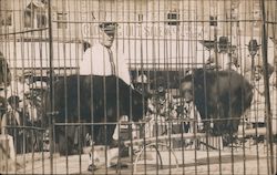 Two Bears Doing a Performance in a Cage Postcard