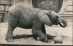 Elephant Playing with Ball Postcard