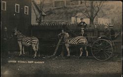 Zebras from Ringling Bros Shows Postcard